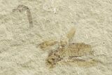 Eocene Fossil Cricket and Mimosite Leaf - Green River Formation #368755-1